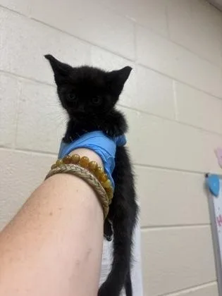 A baby small-sized female Domestic Short Hair cat named Lita for adoption in Westland, MI