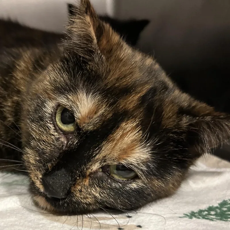 An adult medium-sized female Black Domestic Short Hair cat named Jupiter for adoption in Chattanooga, TN