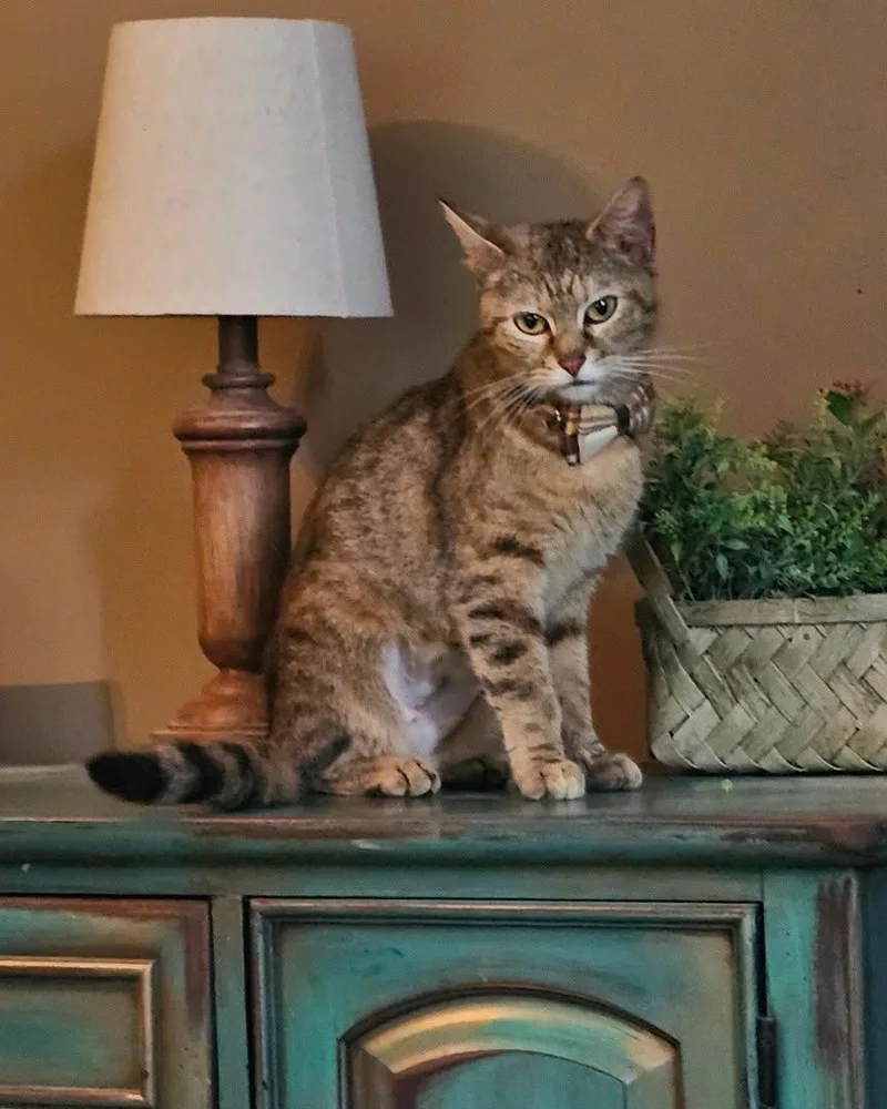 An adult medium-sized female Buff / Tan / Fawn Domestic Short Hair cat named Blondie Jr. for adoption