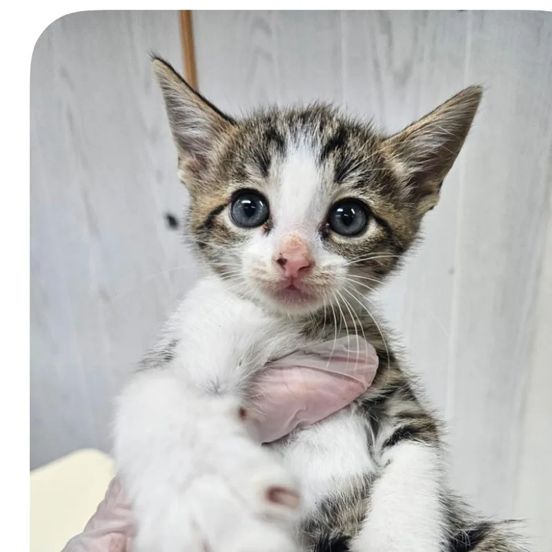 A baby small-sized female Gray / Blue / Silver Domestic Short Hair cat named Chicken Spaghetti for adoption in Hattiesburg, MS