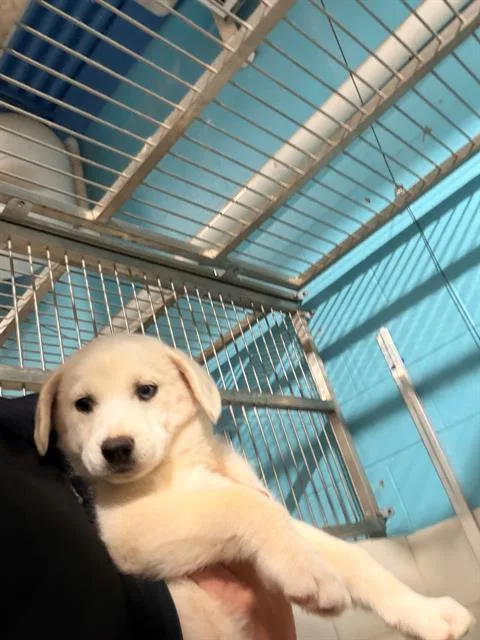 A baby small-sized female Mixed Breed dog named Mira for adoption in Charlotte, NC