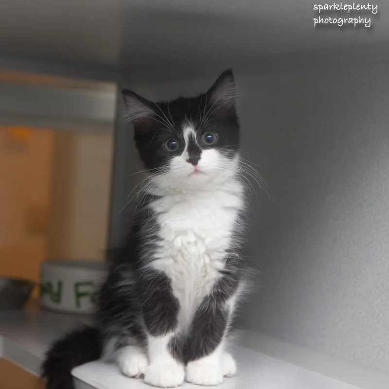 A baby medium-sized female Black Domestic Short Hair cat named Spacecat for adoption in Ridgefield, CT