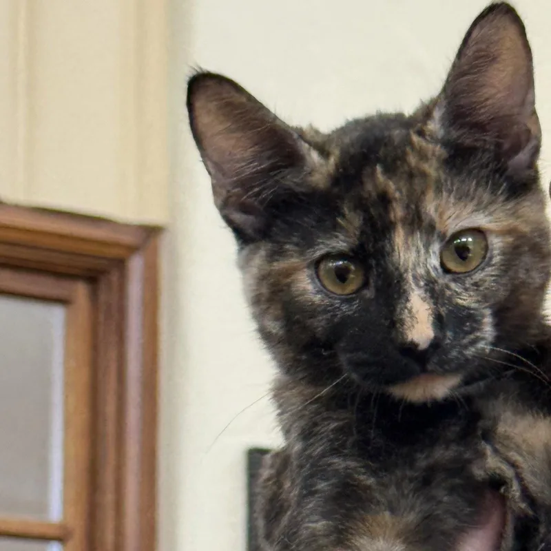 A young medium-sized female Tortoiseshell cat named Nala for adoption in Napa, CA