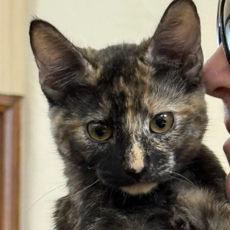 Nala thumbnail 2