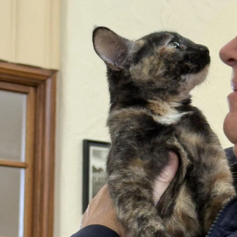 Nala thumbnail 3