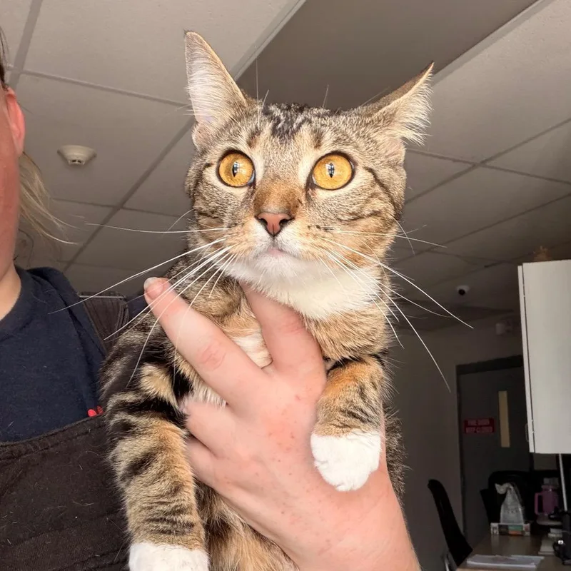 A young medium-sized female Brown / Chocolate Domestic Short Hair cat named Brittani for adoption in Indianapolis, IN