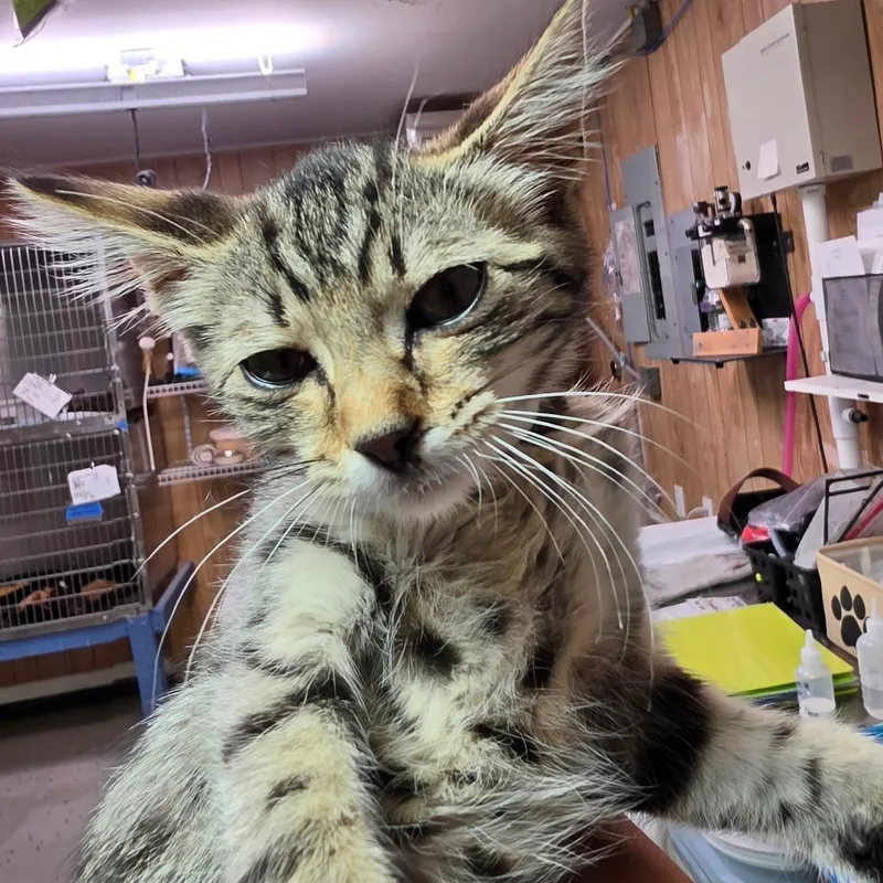 A baby small-sized female Gray / Blue / Silver Domestic Short Hair cat named Rashell for adoption in Leander, TX