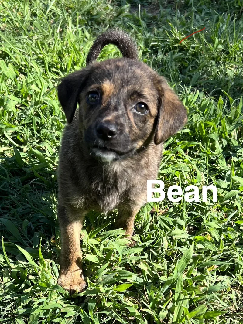 A baby medium-sized female Brindle Plott Hound dog named Bean for adoption in Pawleys Island, SC