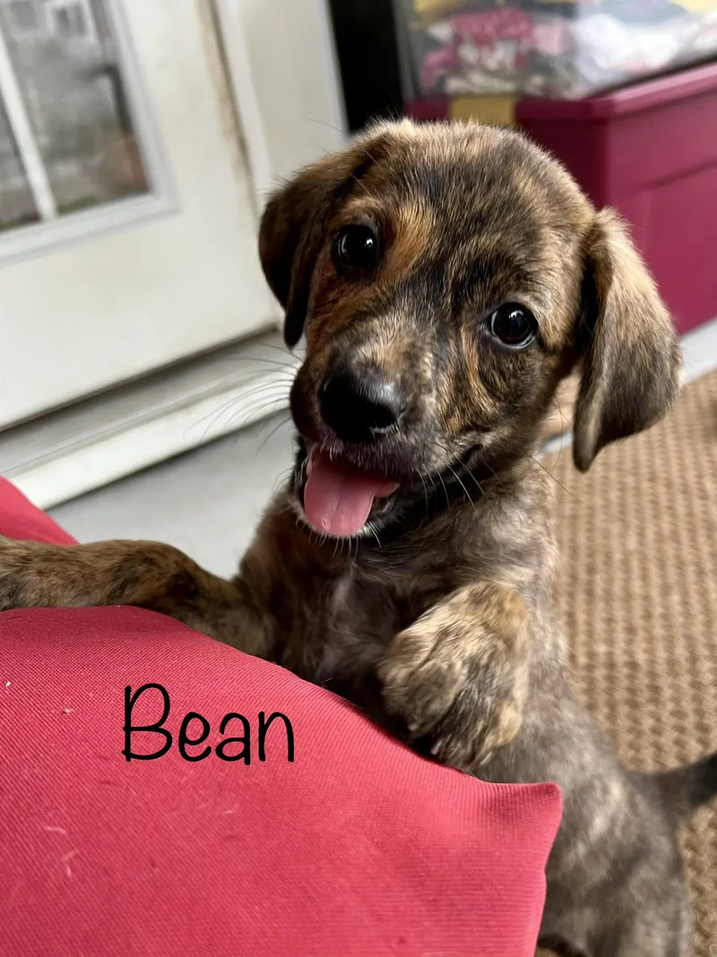 Bean thumbnail 2