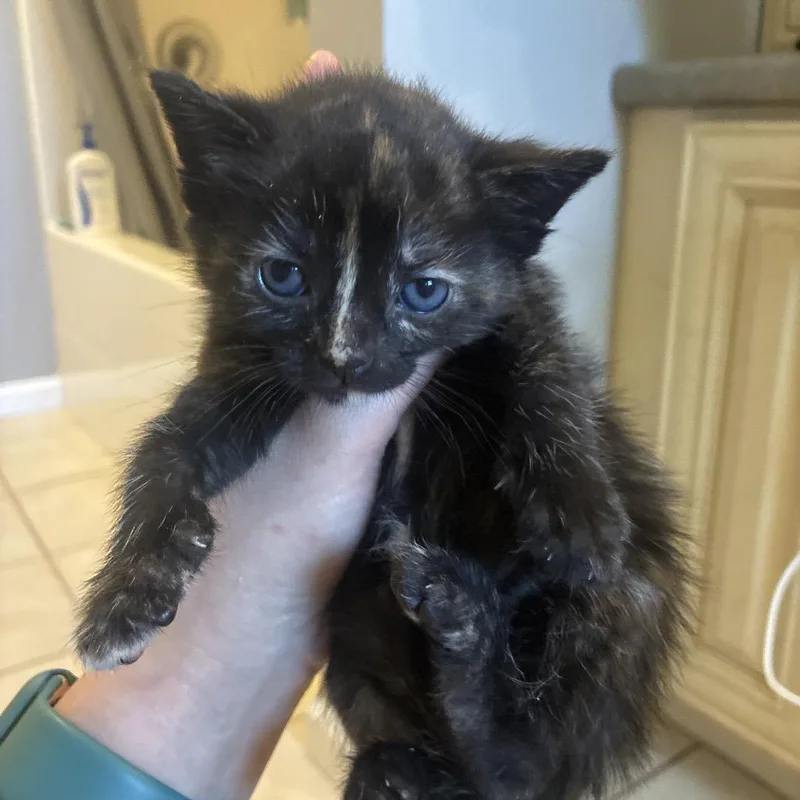 A baby small-sized female Domestic Short Hair cat named Lilly of the Valley for adoption in Portage, MI