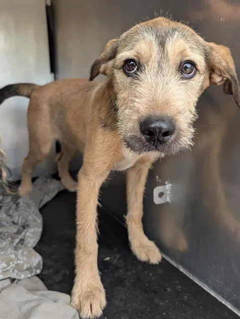 A baby medium-sized male Border Terrier dog named Humphrey for adoption in San Antonio, TX