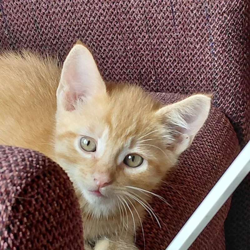 A baby small-sized male Orange / Red Domestic Short Hair cat named Leo for adoption in Troy, IL