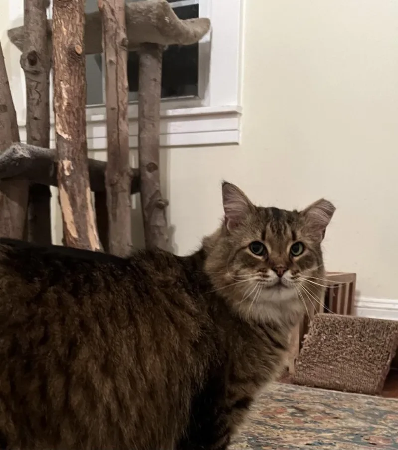 Huckleberry thumbnail 2