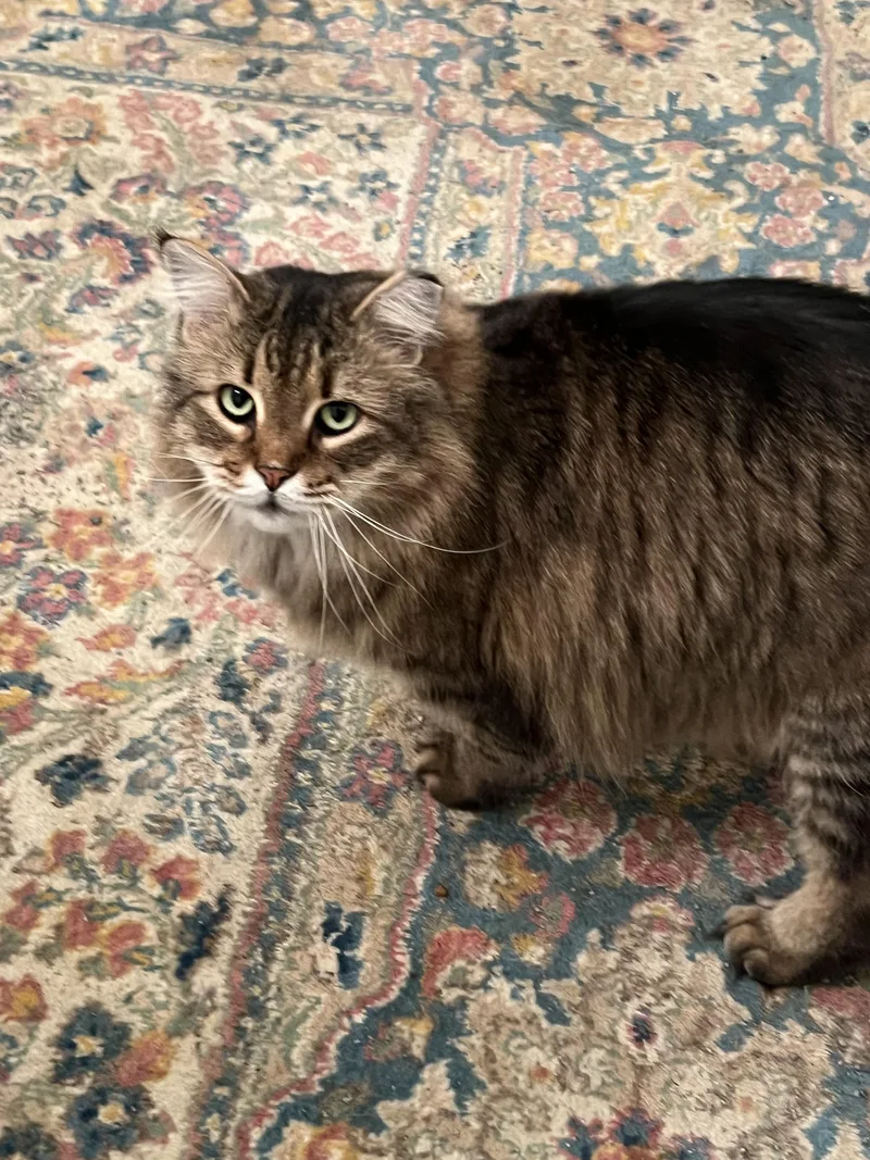 An adult medium-sized male Tabby (Buff / Tan / Fawn) Domestic Long Hair cat named Huckleberry for adoption in Gaithersburg, MD
