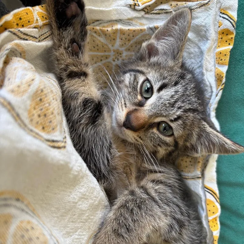 A baby small-sized male Brown / Chocolate American Shorthair cat named Garbanzo for adoption in Greenfield, IN