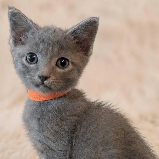 A baby small-sized male Gray / Blue / Silver Russian Blue cat named Jb for adoption in Mabank, TX