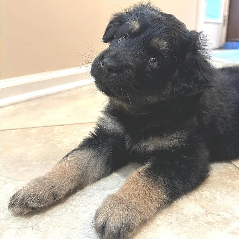 A baby medium-sized female Black Shepherd dog named Hyacinth for adoption in Chattanooga, TN