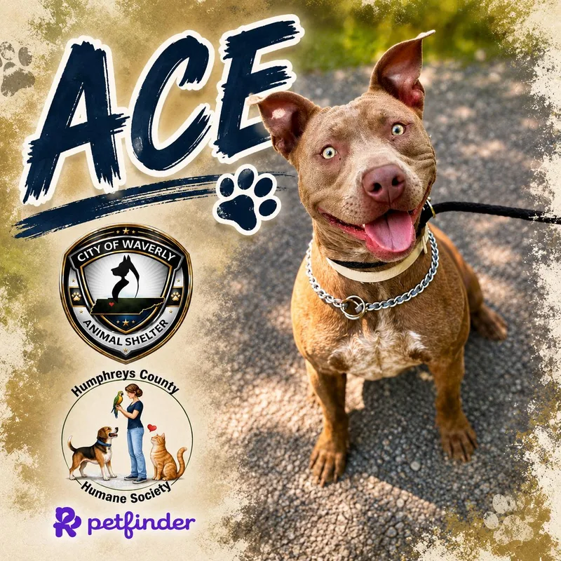 Ace