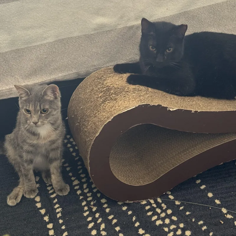 Esme  Our Little thumbnail 2