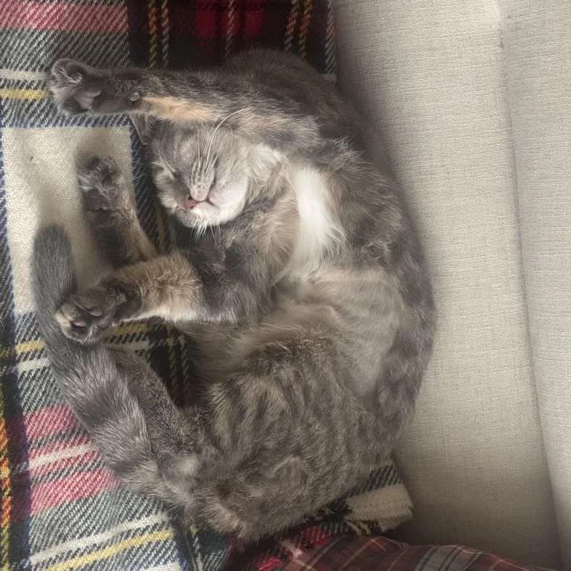 Esme  Our Little thumbnail 6