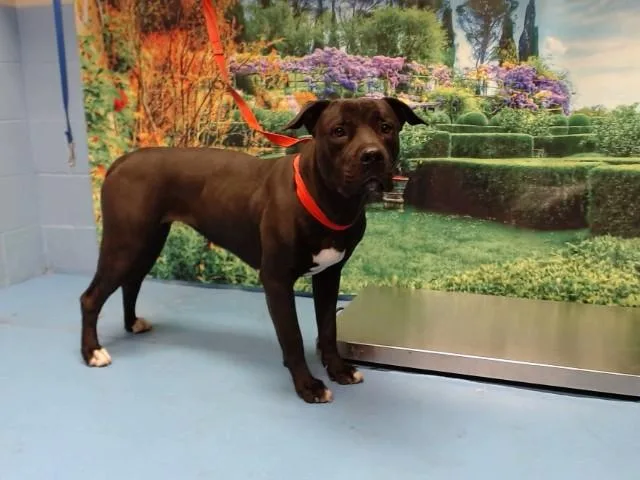 A young medium-sized female Pit Bull Terrier dog named Gigi for adoption in Moreno Valley, CA