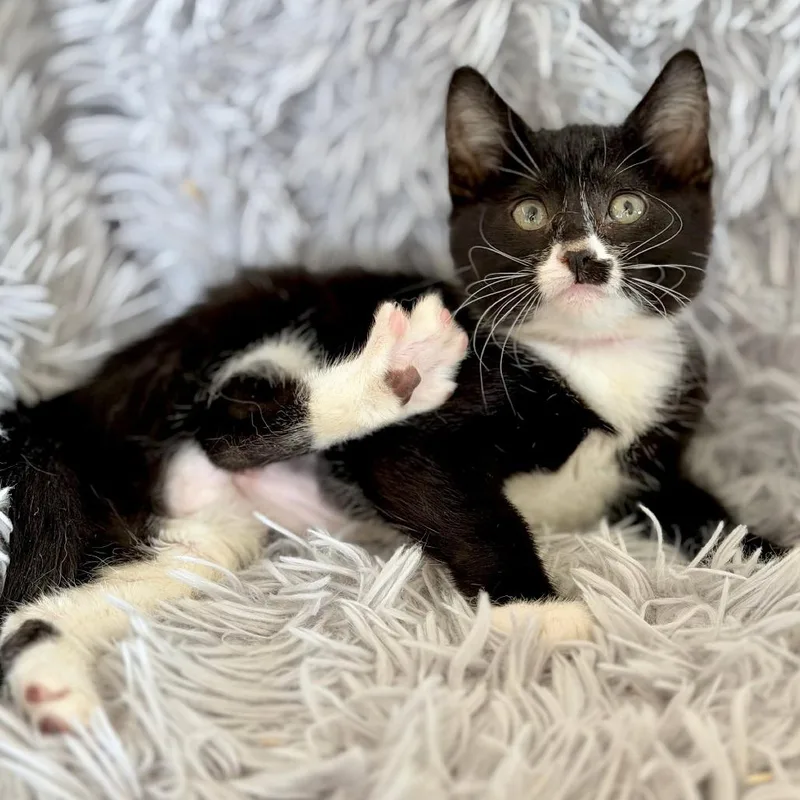 A baby small-sized female Black Domestic Short Hair cat named Convict for adoption in Rochester, MN