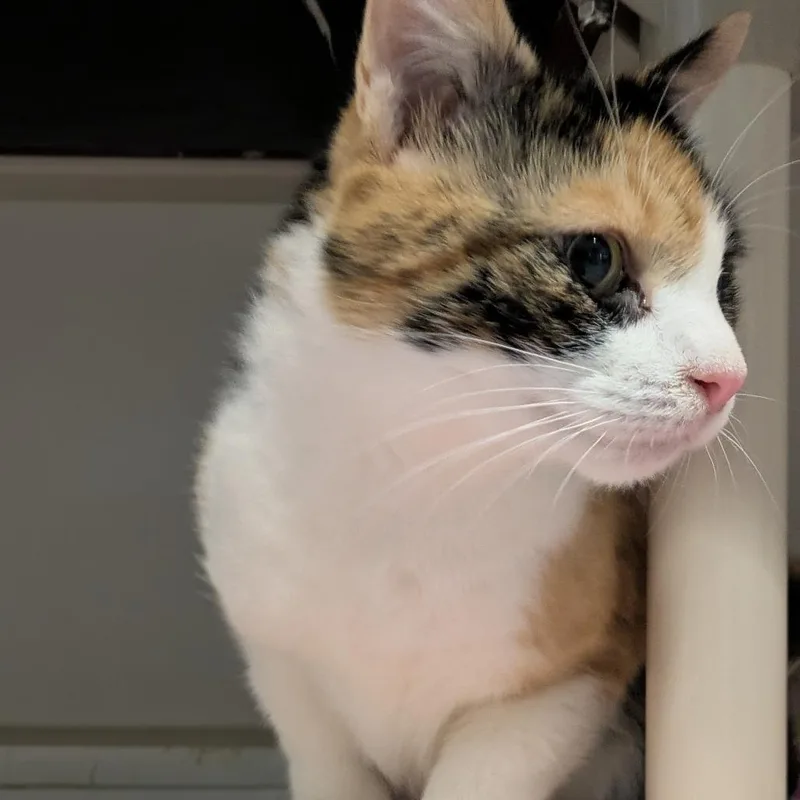 An adult medium-sized female Calico Domestic Short Hair cat named Patches for adoption in South Burlington, VT