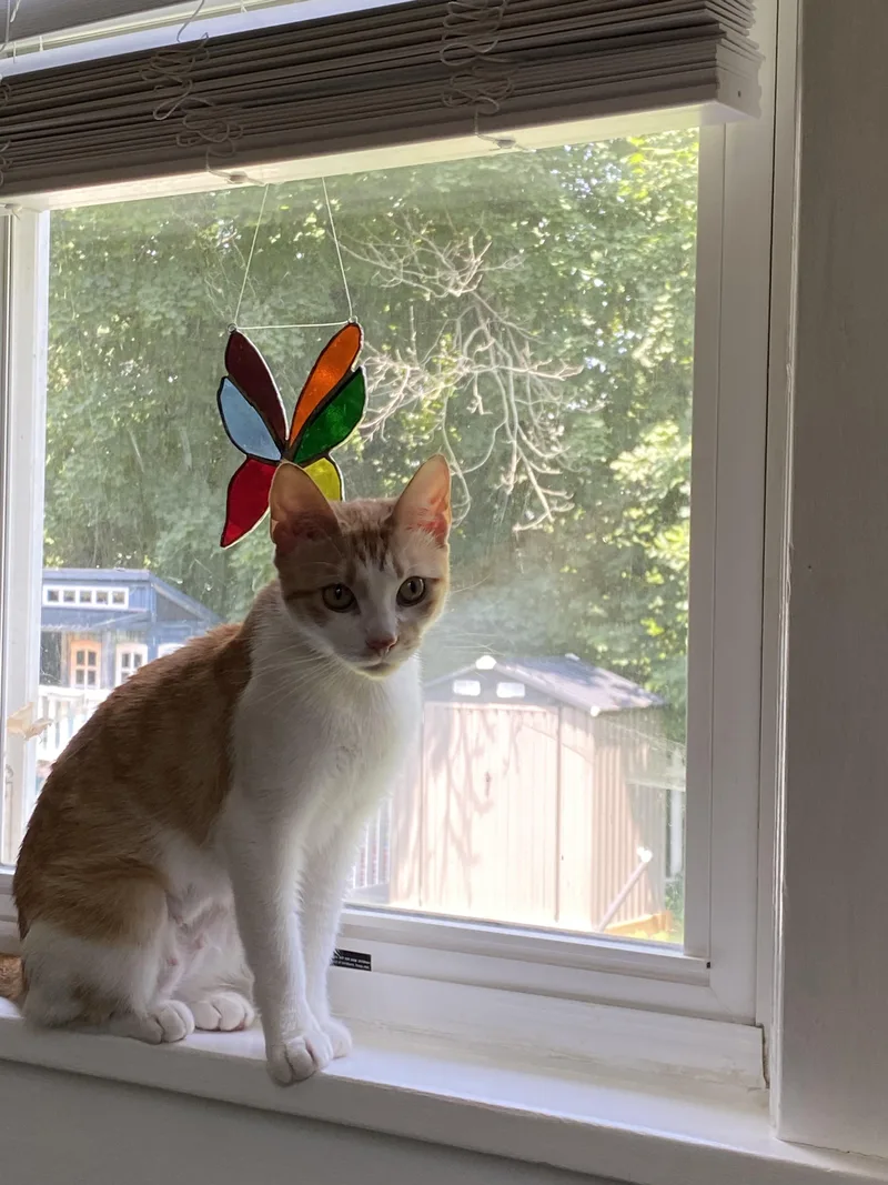 A young medium-sized female Orange & White Domestic Short Hair cat named Penny for adoption in Mullica Hill, NJ