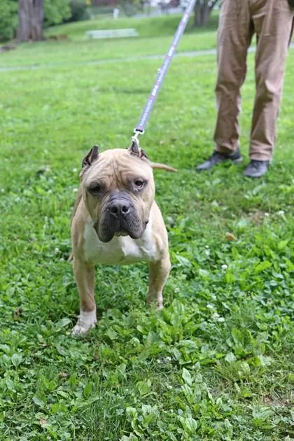 An adult large-sized male Mixed Breed dog named Joe for adoption in West Chester, PA