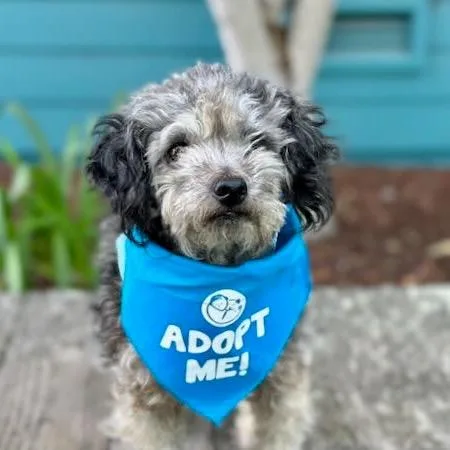 A senior small-sized male Gray / Blue / Silver Standard Poodle dog named Grim for adoption in Pacific Grove, CA