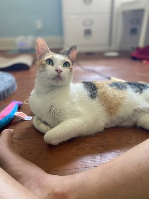 A young medium-sized female Calico cat named Clementine for adoption in Pasadena, CA