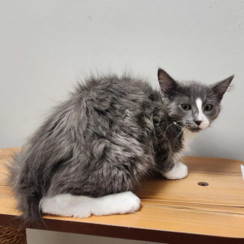 A baby small-sized male Gray / Blue / Silver Domestic Medium Hair cat named If It Ain't Broke for adoption in Davenport, IA