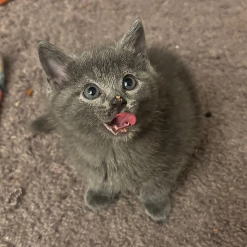 A baby small-sized female Domestic Medium Hair cat named Remi for adoption in Waynesburg, PA
