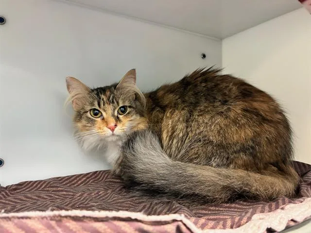 An adult medium-sized female Domestic Medium Hair cat named Hazel for adoption in Peoria, IL