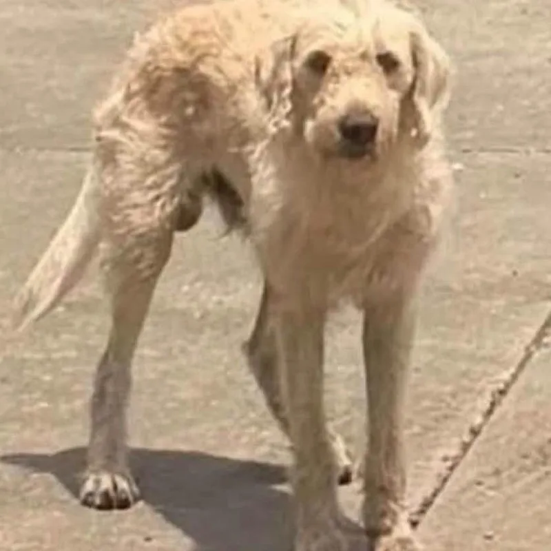 An adult medium-sized male White / Cream Labrador Retriever dog named Waldo for adoption in New Orleans, LA