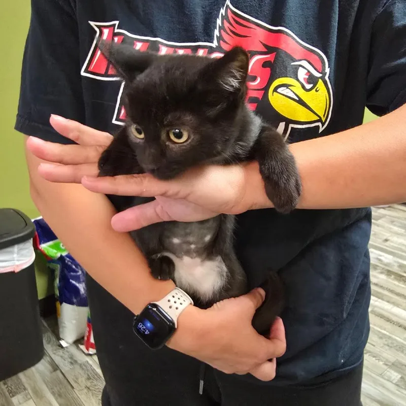A baby small-sized female Black Domestic Short Hair cat named Angelita for adoption in Normal, IL