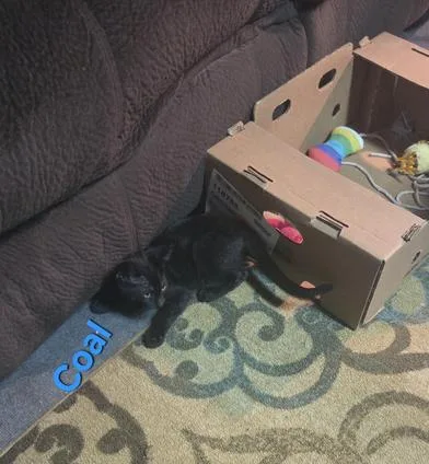 A baby medium-sized male Bombay cat named Coal for adoption in Liverpool, TX