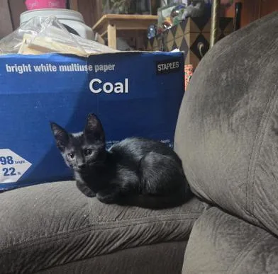 Coal thumbnail 6