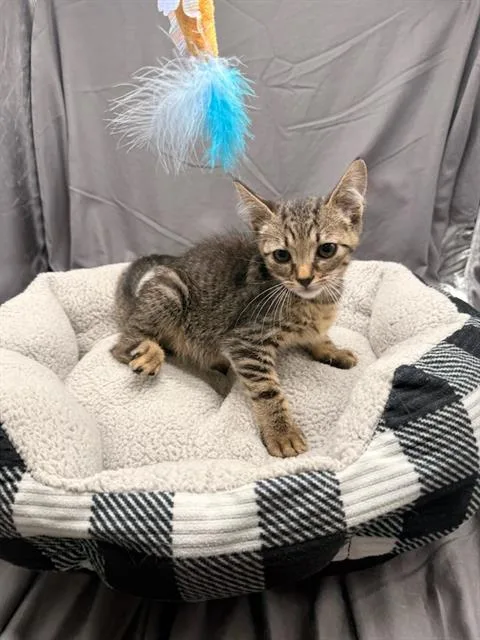 An adult small-sized male Domestic Short Hair cat named Simon for adoption in Appling, GA