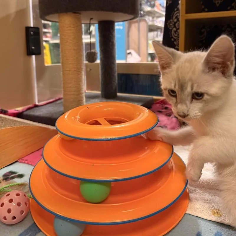 A baby small-sized male White Domestic Short Hair cat named Soba for adoption in Kyle, TX