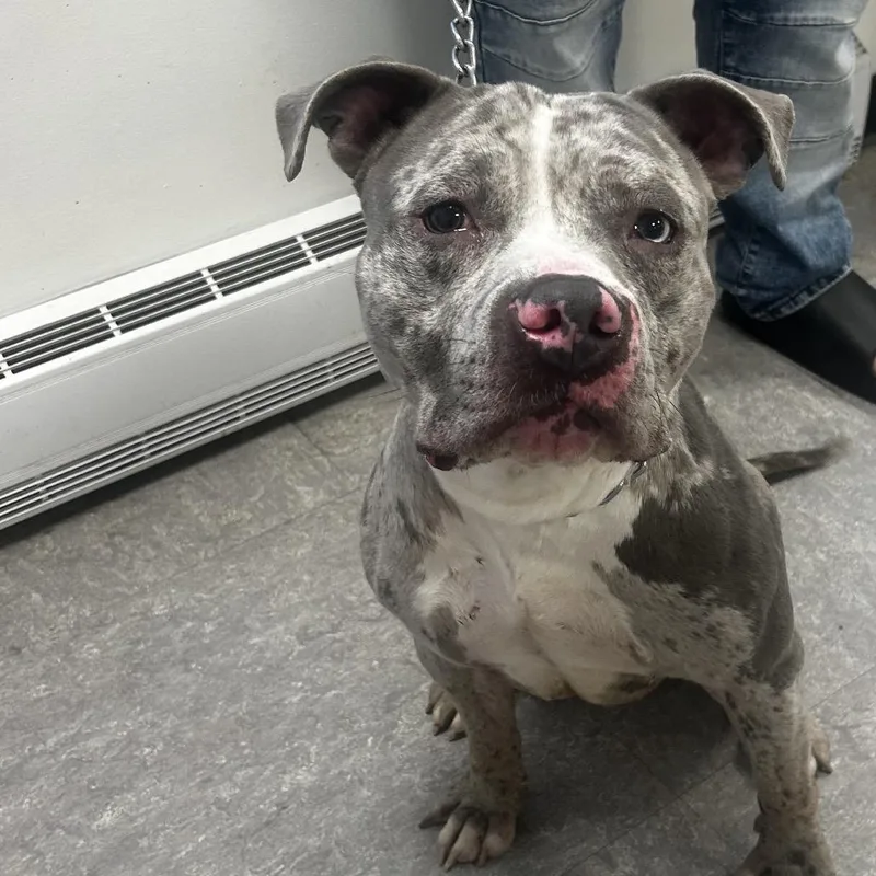A young medium-sized male Gray / Blue / Silver Mixed Breed dog named Color for adoption in Philadelphia, PA
