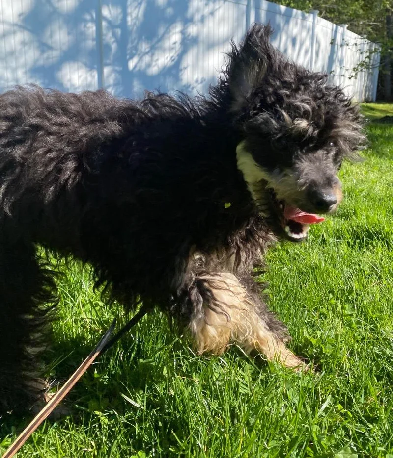 A young small-sized female Poodle dog named Jolie for adoption in Fall River, MA