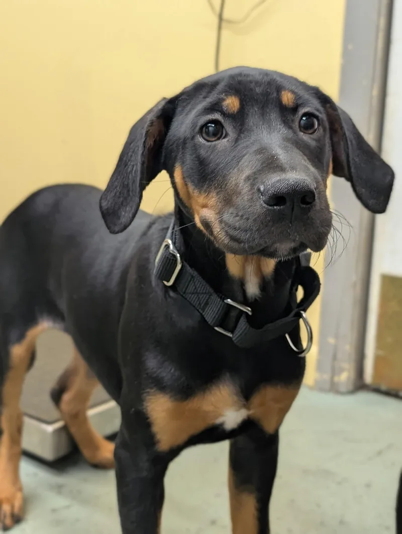 A young large-sized female Hound dog named Puppy Aspen for adoption in Cuyahoga Falls, OH