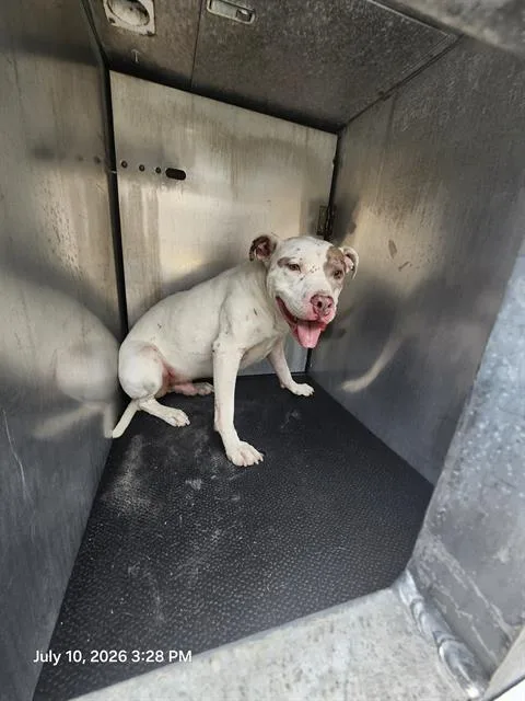 An adult large-sized male American Staffordshire Terrier dog named Carl for adoption in San Antonio, TX