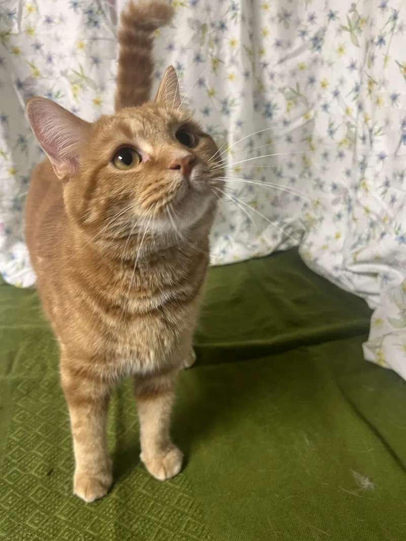 An adult medium-sized male Orange / Red Domestic Short Hair cat named Cheddar for adoption in Upper Sandusky, OH