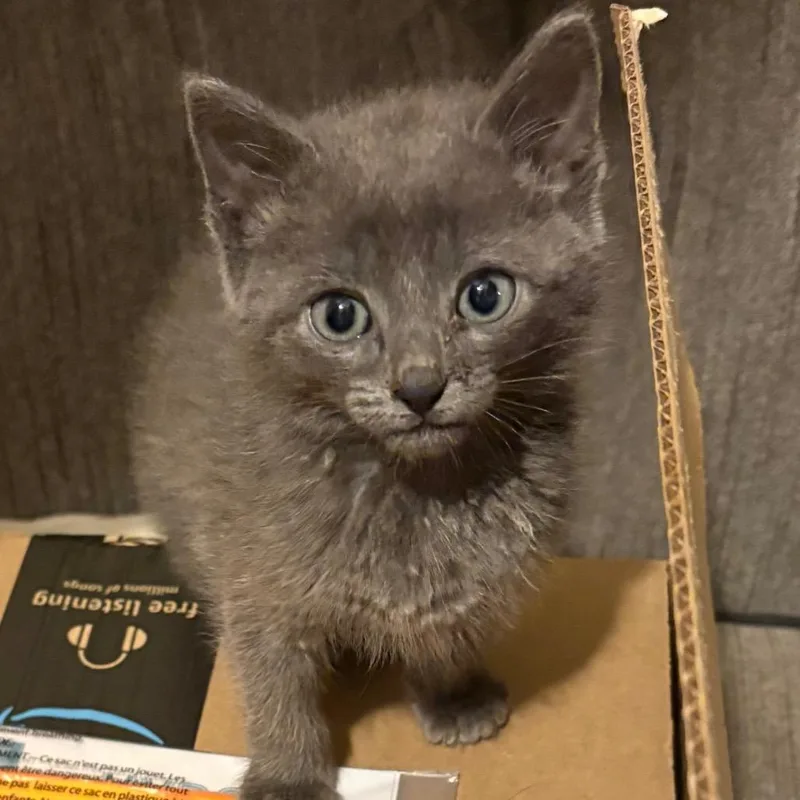 A baby small-sized male Black Domestic Short Hair cat named Eggs for adoption in Troy, IL