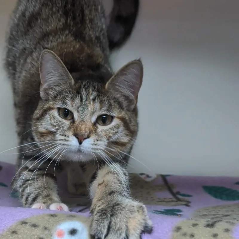 A young medium-sized female Torbie Domestic Short Hair cat named Louise Bonded With Thelma for adoption in West Jefferson, OH