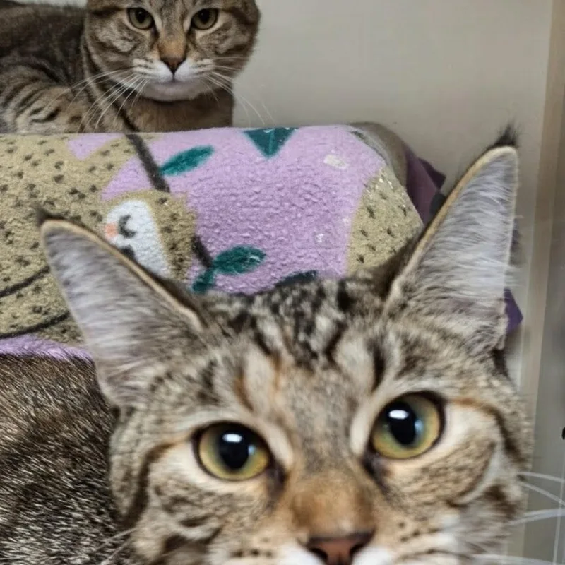 Louise Bonded With Thelma thumbnail 5
