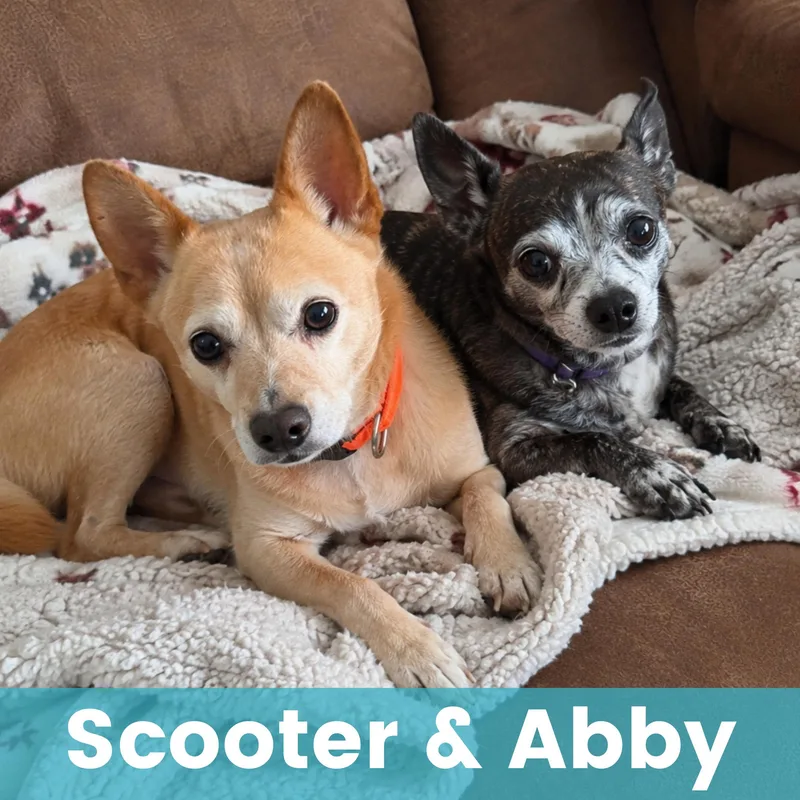 Scooter & Abby thumbnail 5