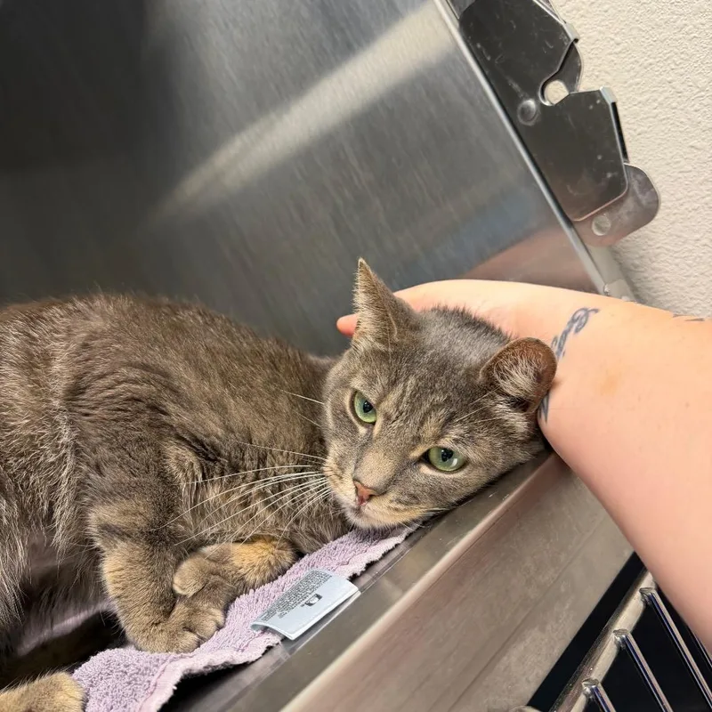 A young medium-sized female Gray / Blue / Silver Domestic Short Hair cat named Rhiannon for adoption in Englewood, FL